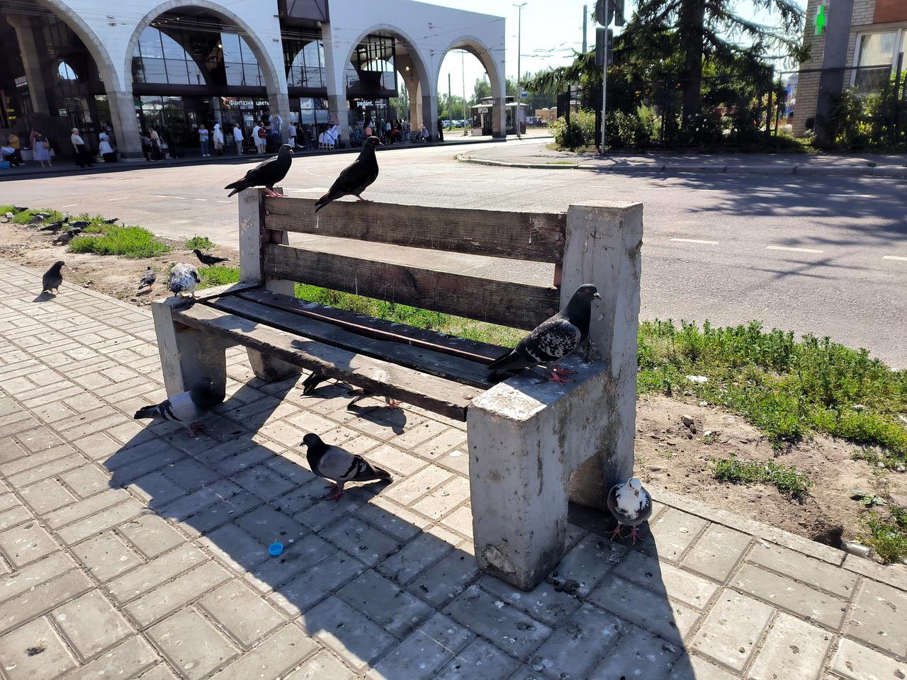 Москвичам напомнили об опасности одного городского обитателя