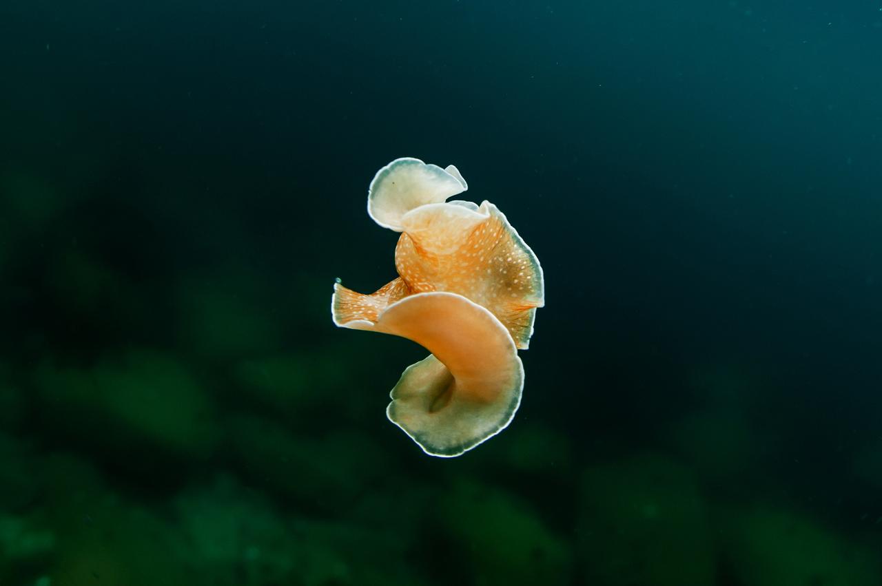 Подводные «бабочки» появились в Москве