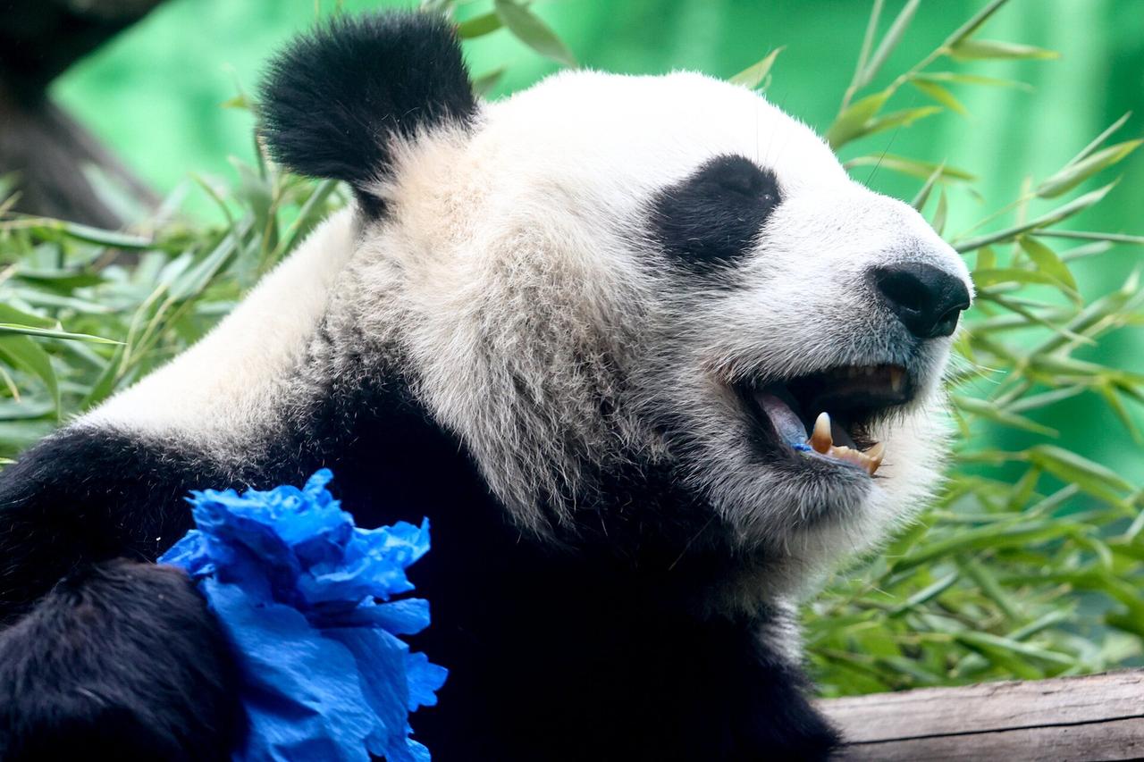 Москвичей пригласили на день рождения панды Катюши