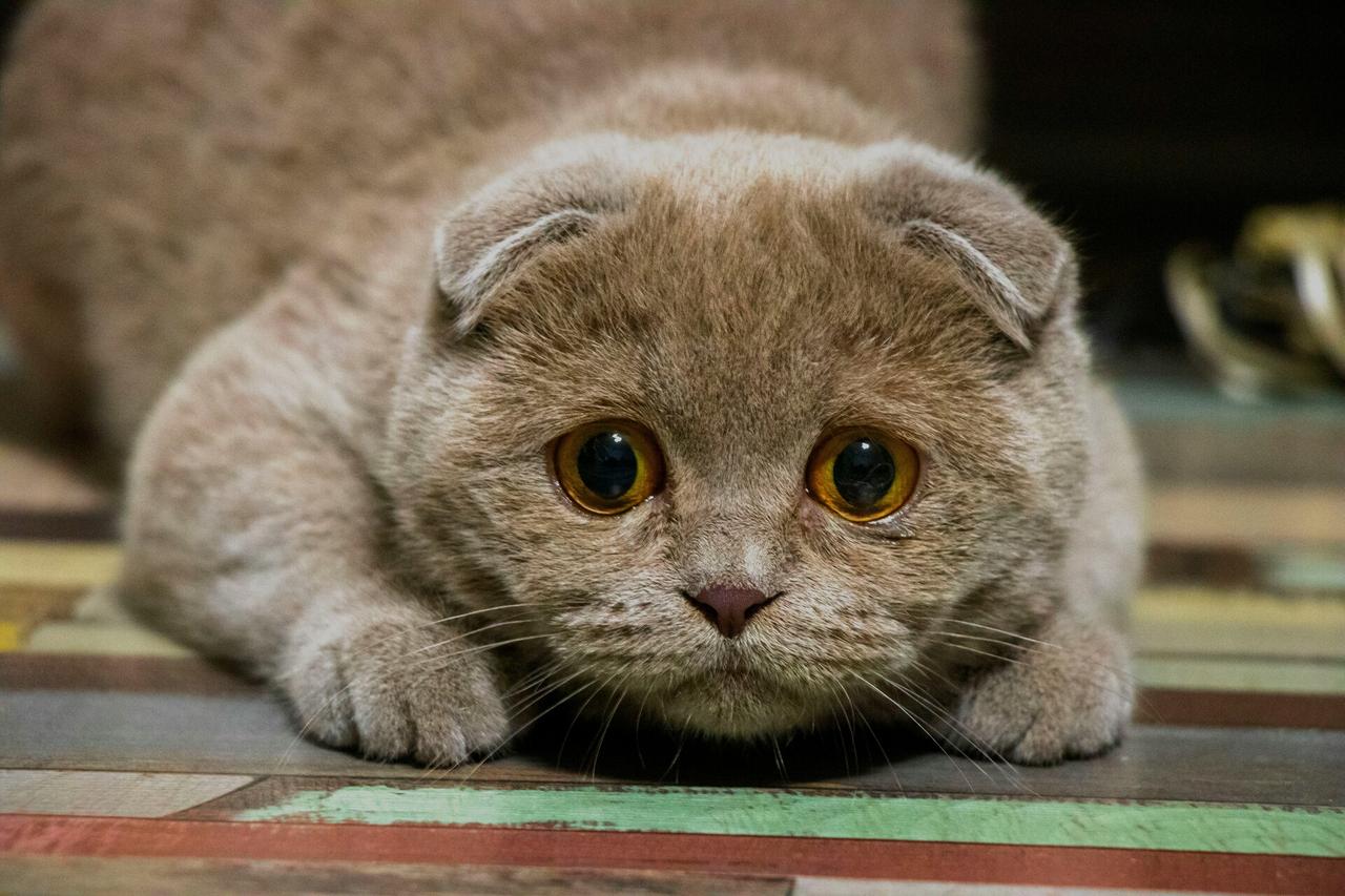 Москвичка бросила кошку в квартире одну на полтора месяца