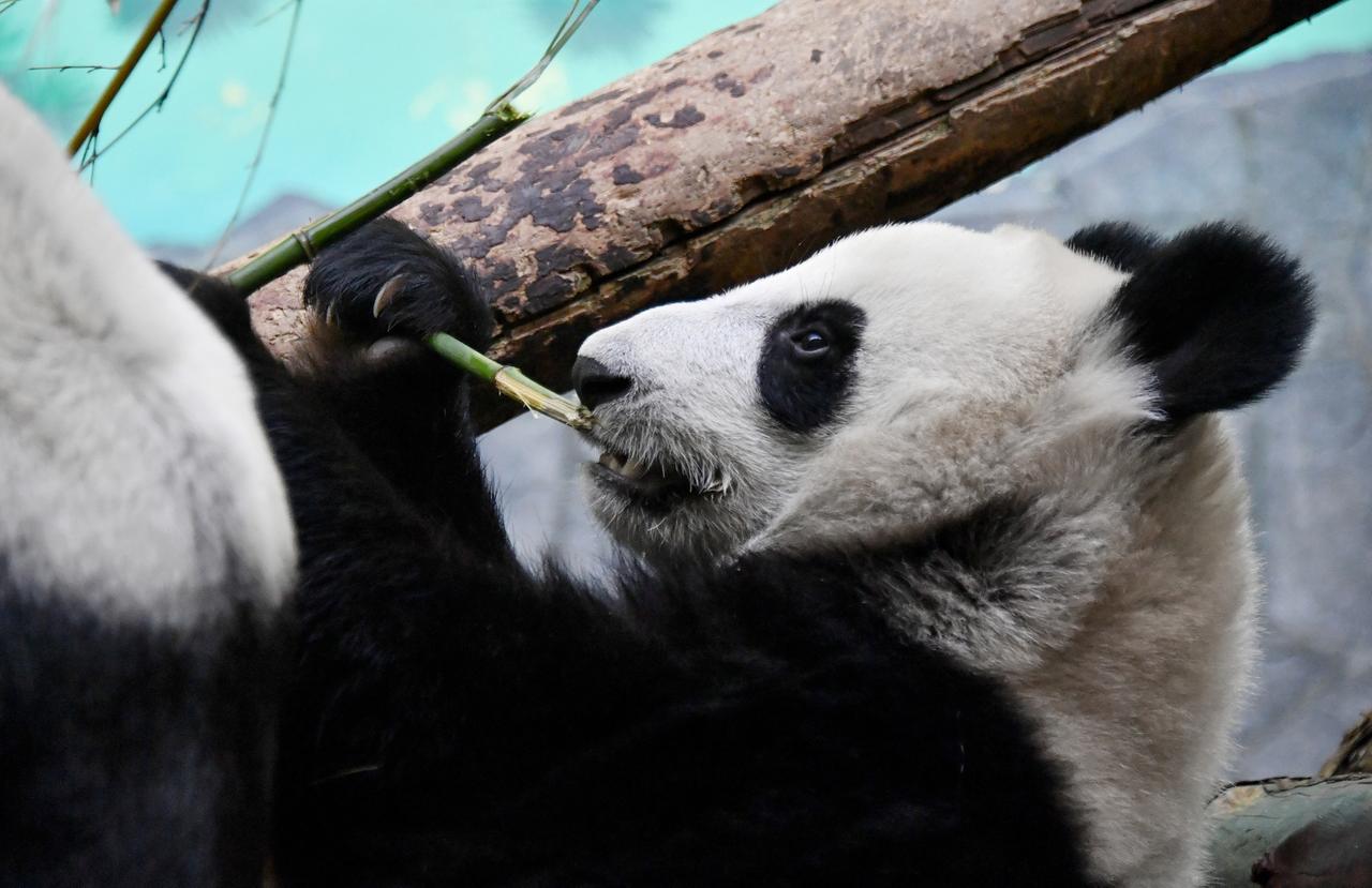 Панде Катюше подарили бамбуковый телескоп