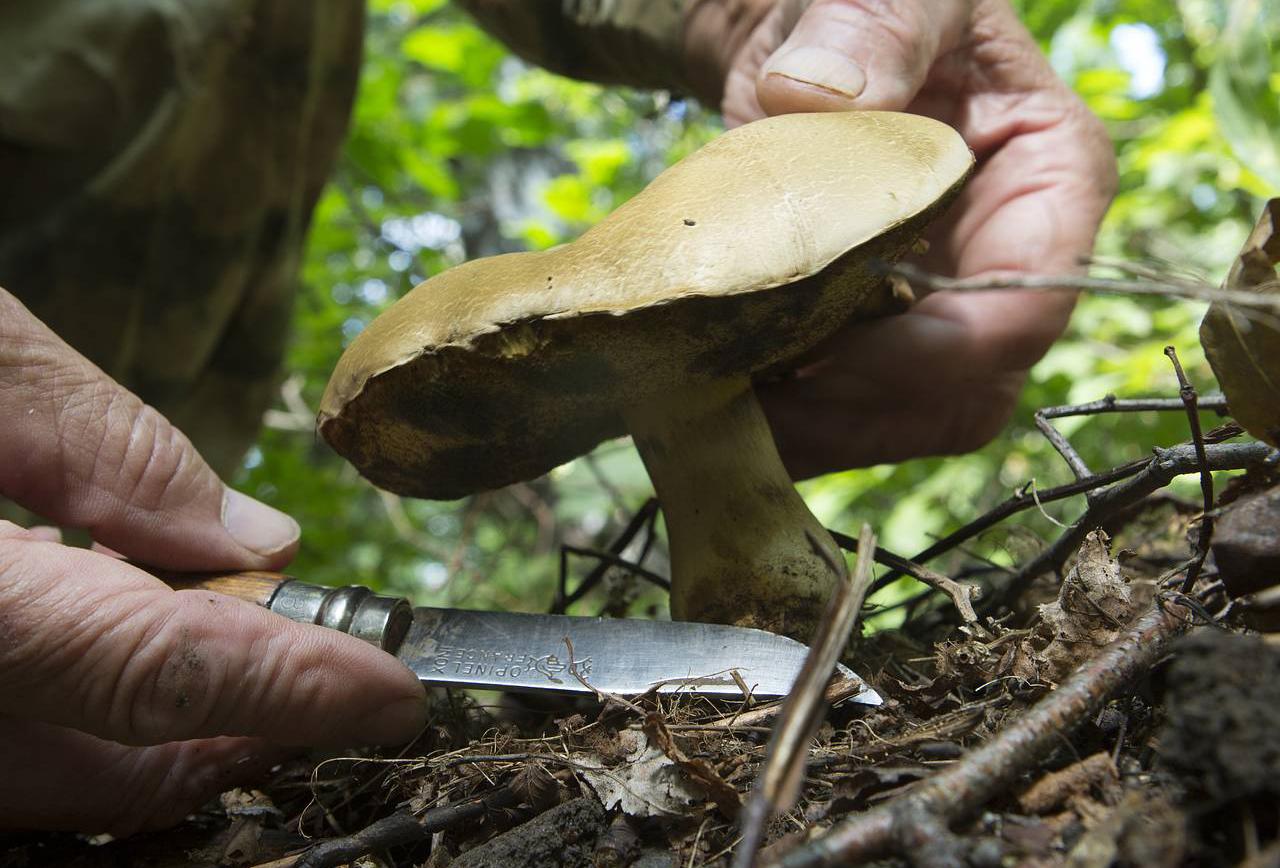 В Подмосковье устроили охоту на грибников