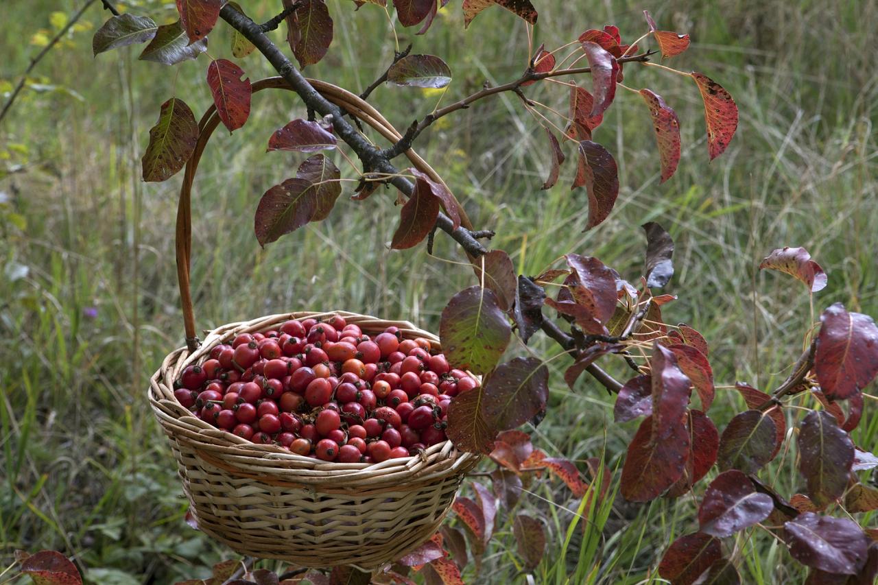 Жителям Подмосковья назвали растущие в лесах региона съедобные ягоды