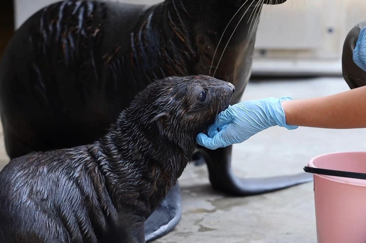 Московский зоопарк показал новорожденного морского котика