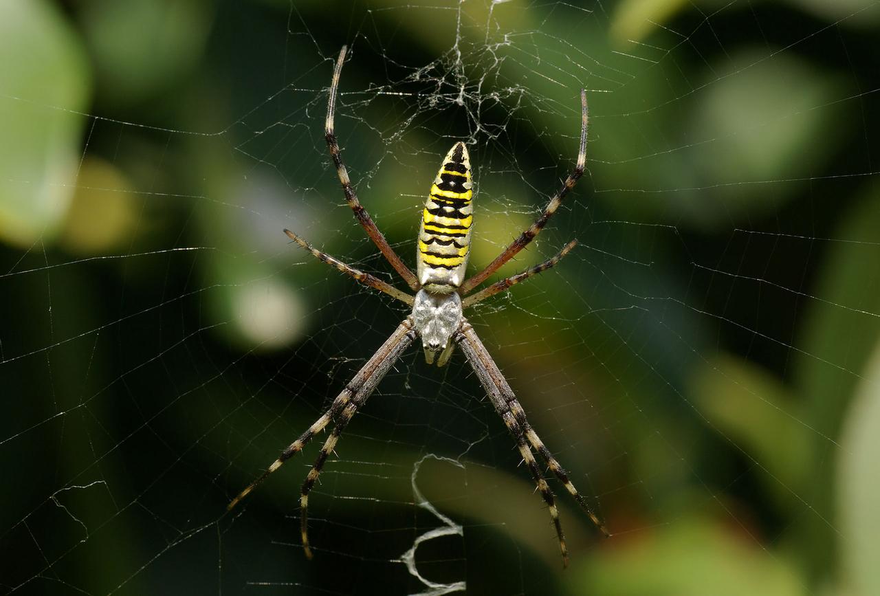 Москвичка вызвала МЧС из-за паука-осы в квартире