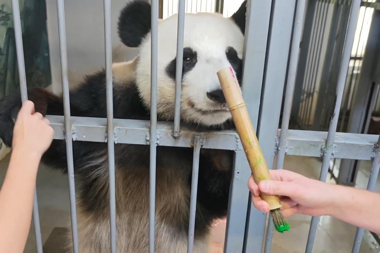 Панда Катюша нашла бамбуку неожиданное применение и попала на видео