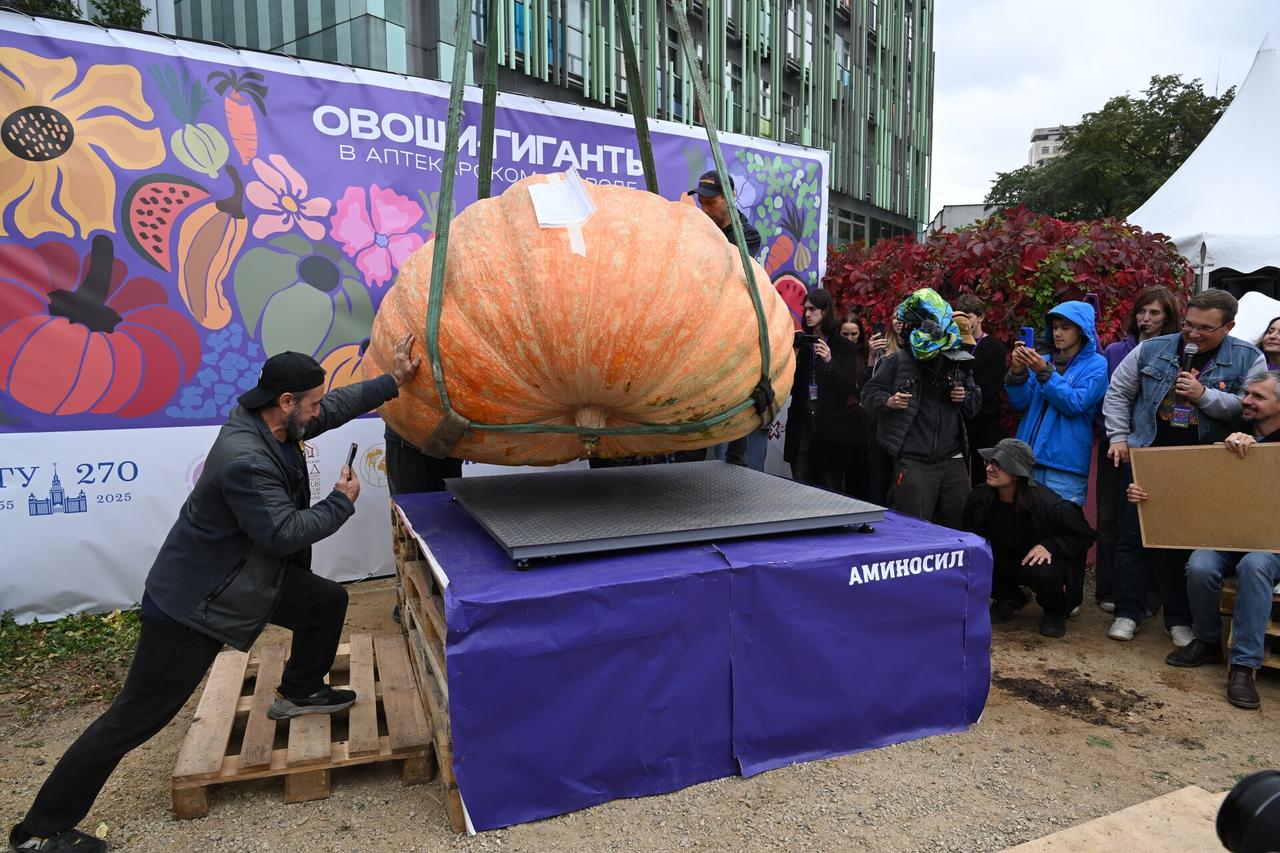 Фермер из Подмосковья вырастил тыкву-гигант весом почти в тысячу килограмм