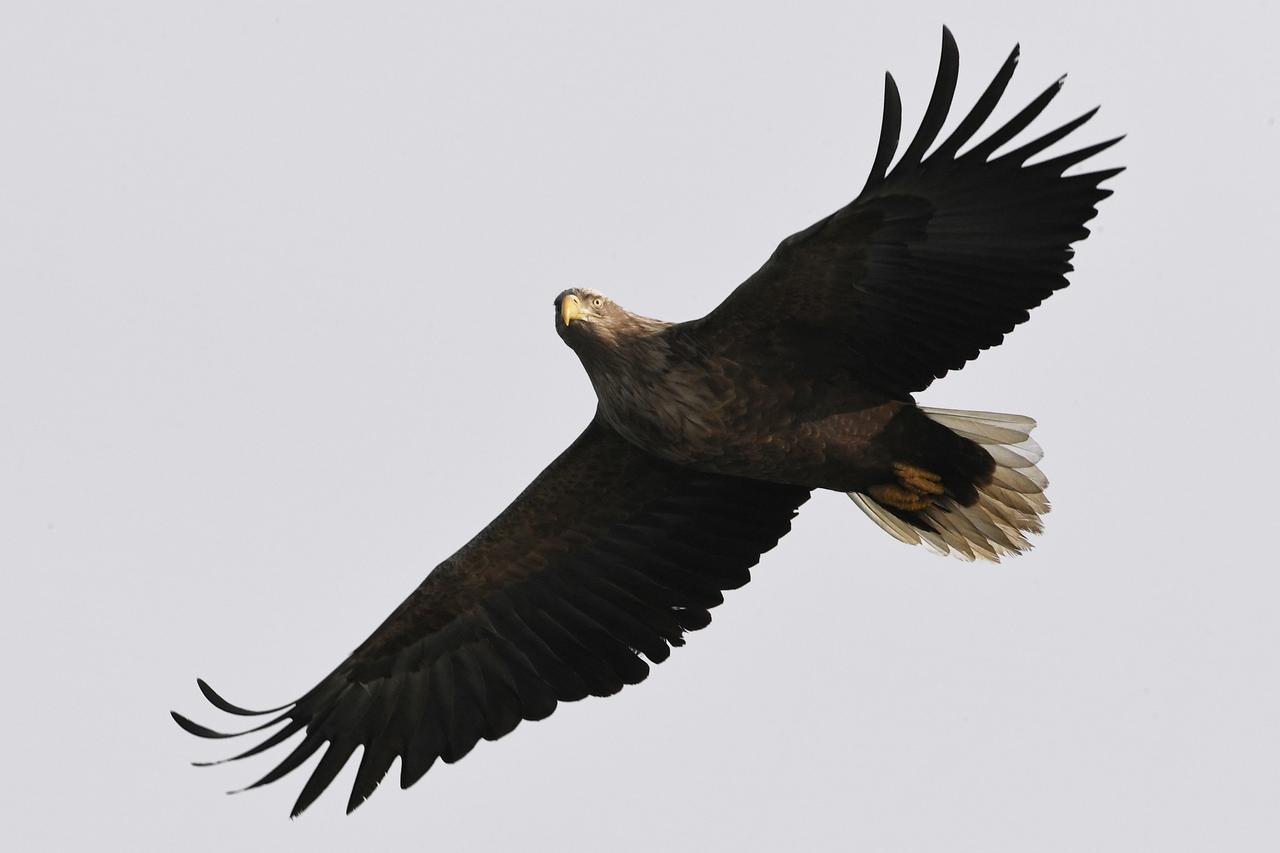 Краснокнижного орлана-белохвоста заметили в одном из парков Москвы