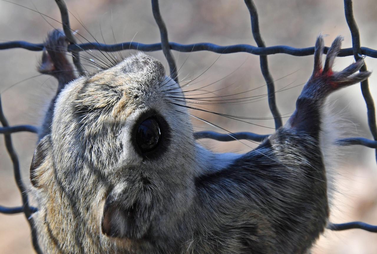 В Москве заметили летающую белку