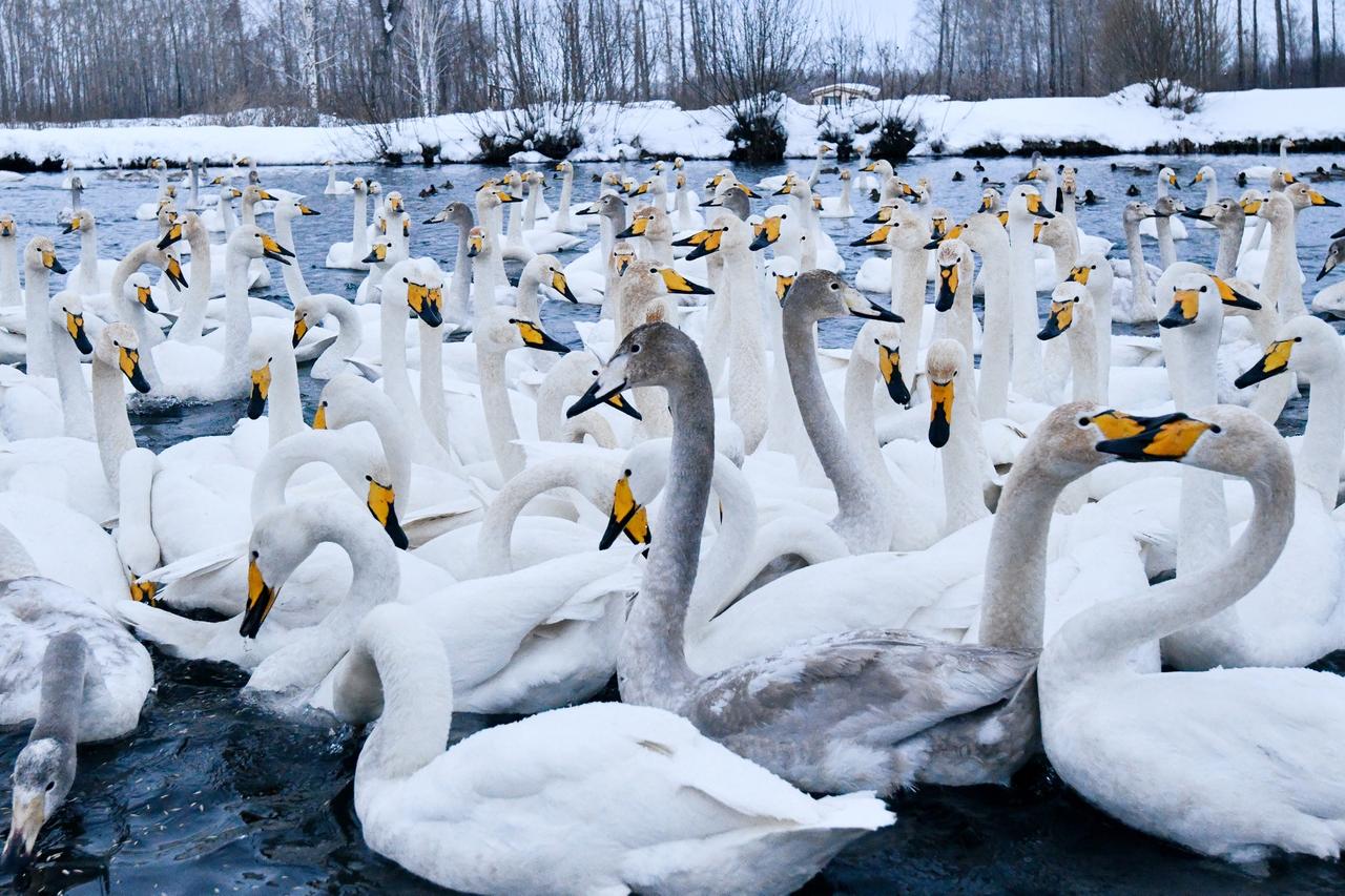 Назван срок отправления птиц из Москвы на зимовку