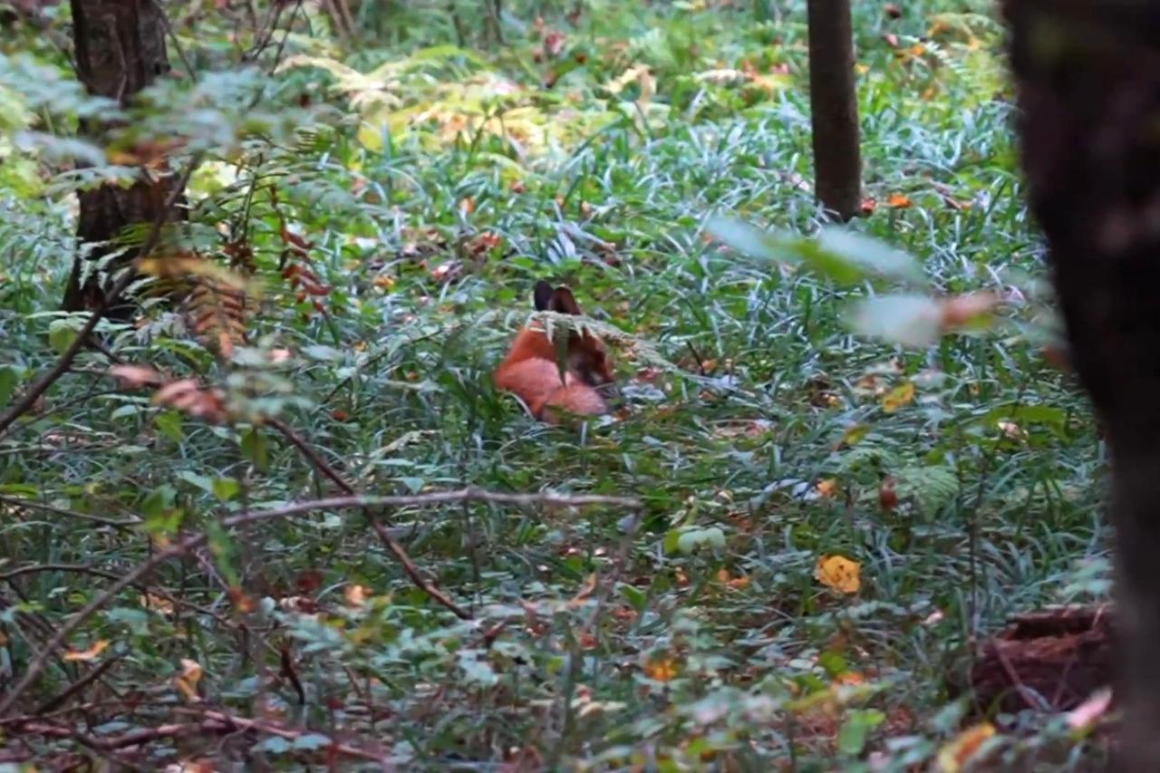 Прятавшуюся у храма Христа Спасителя лису выпустили на волю