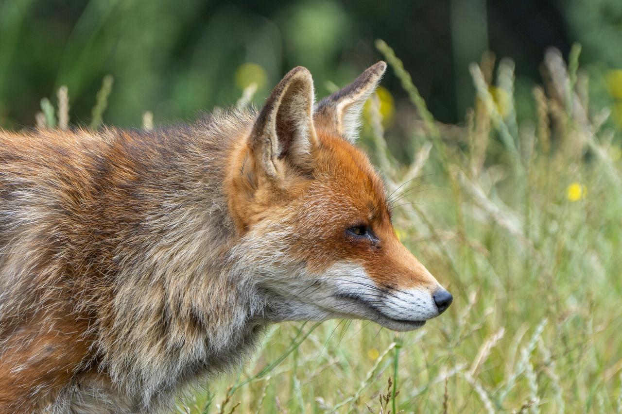 Биолог объяснил частое появление лисиц в Москве