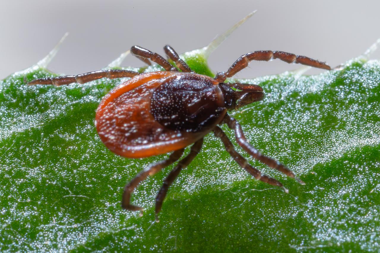 Жителей Московского региона предупредили об активных клещах