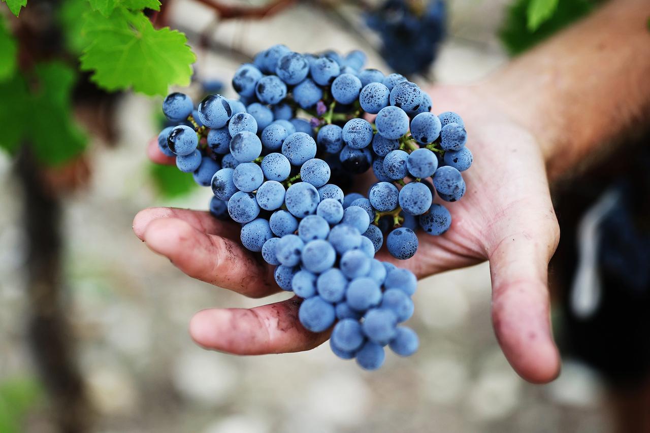 Московская область войдет в перечень винодельческих регионов России