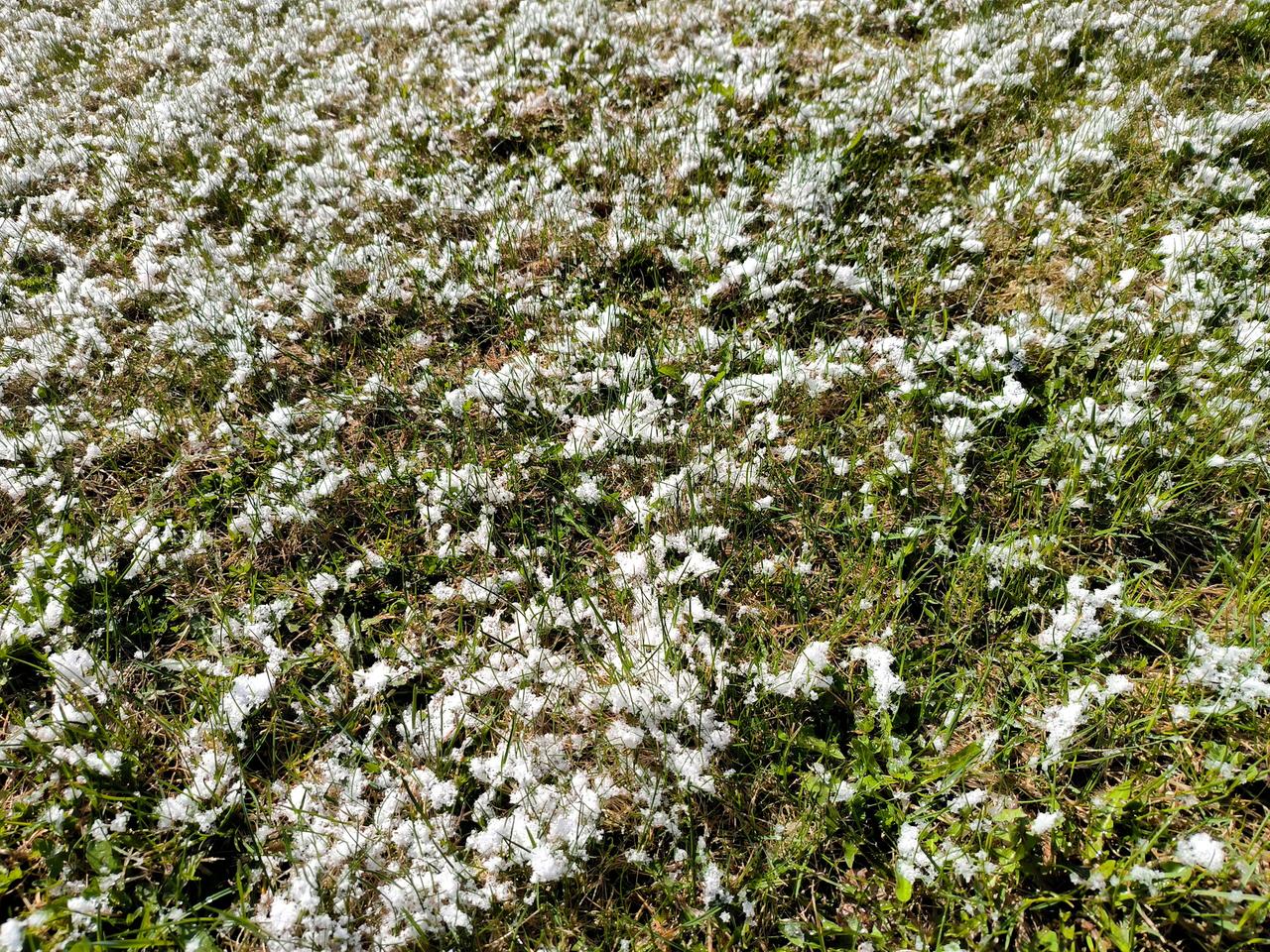 В Подмосковье вновь зафиксировали заморозки