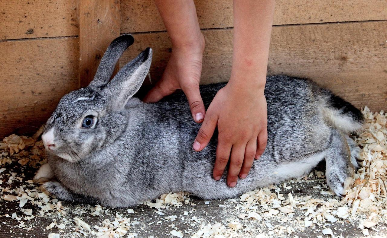 Москвичи потребовали закрыть контактный зоопарк в одном из столичных торговых центров