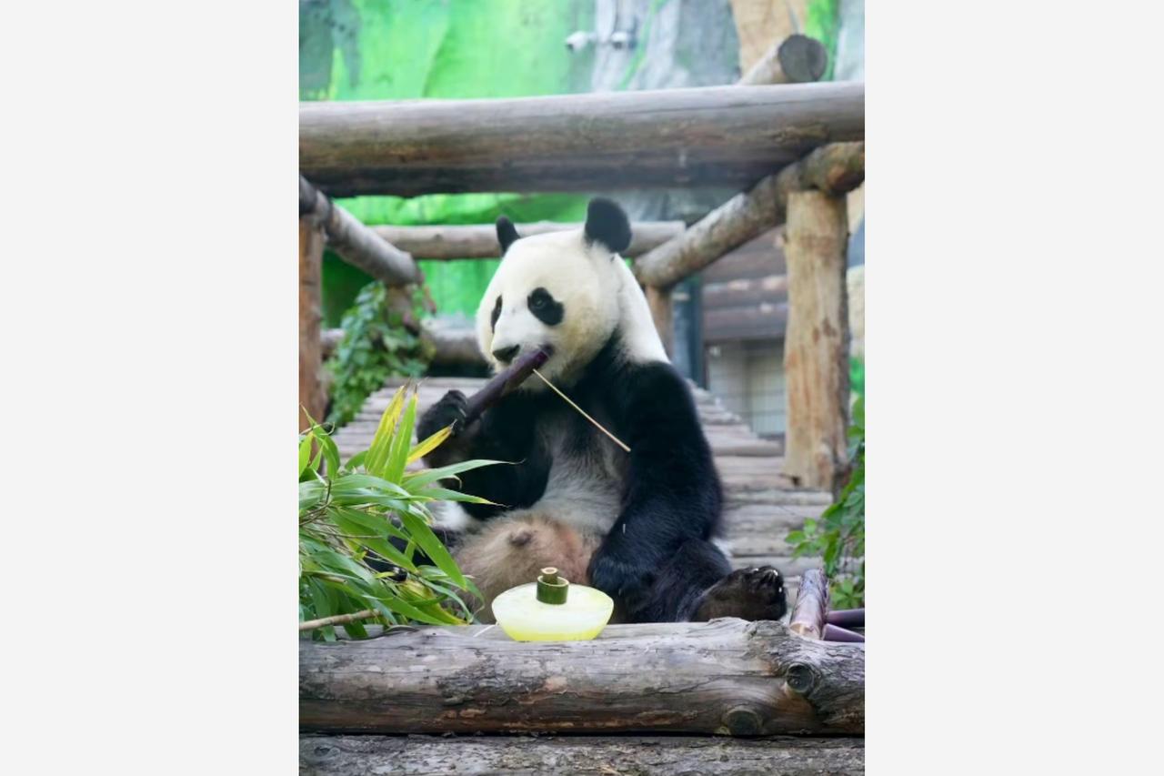 Панда Катюша объелась тортом