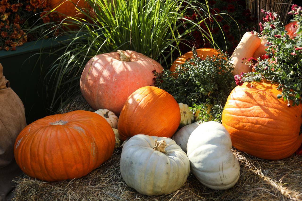 Москвичам назвали самые полезные осенние овощи