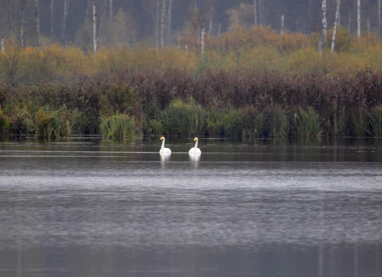 В нацпарке «Лосиный остров» заметили двух краснокнижных лебедей