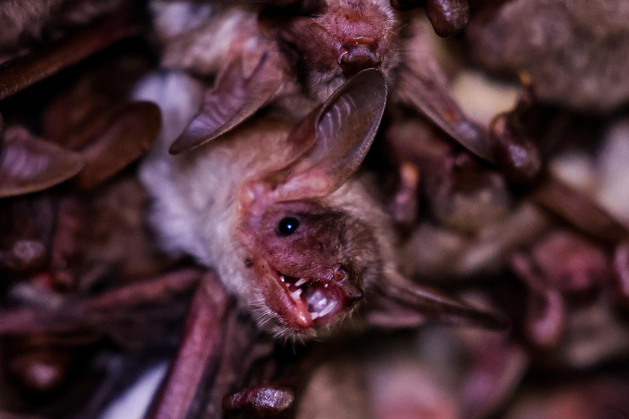 Стало известно об атакующих жителей столичного региона бешеных летучих мышах
