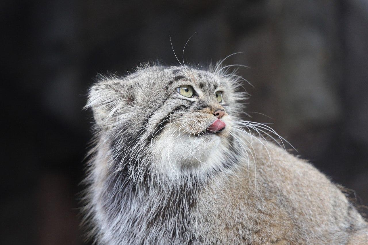 Манул Тимофей за месяц «зажировки» набрал 800 граммов