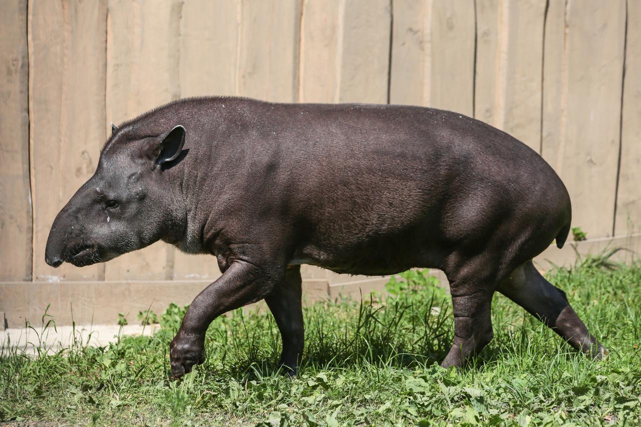 Тапир-долгожитель Сью из Московского зоопарка скончалась