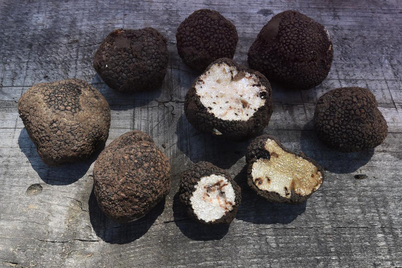 В Подмосковье начался сезон сбора трюфеля