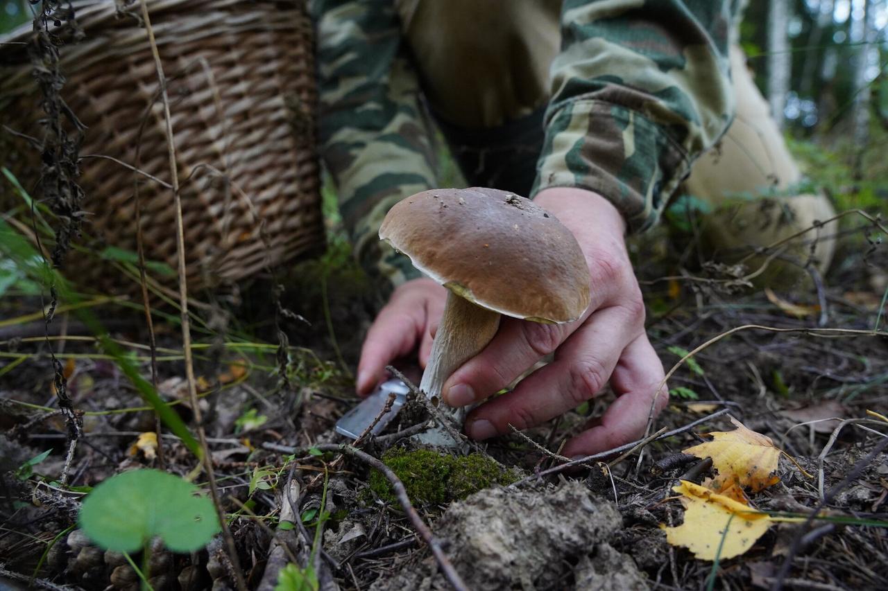 Москвичам рассказали о грибном буме