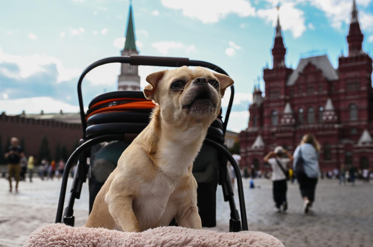 Московскую собачницу оштрафовали за неубранную мочу питомца