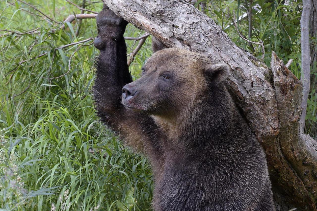 Подмосковье заполонили медведи