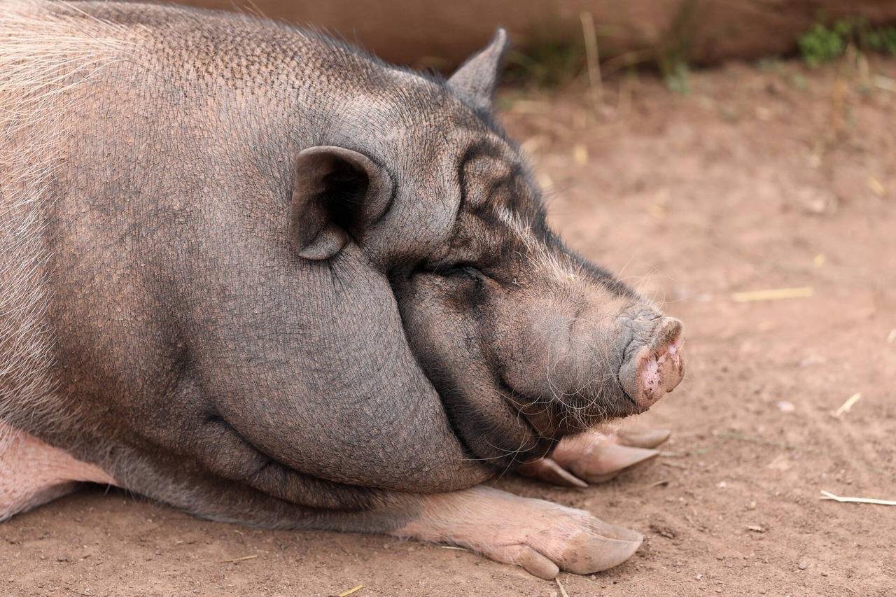 Необычного питомца в жилете заметили в Москве