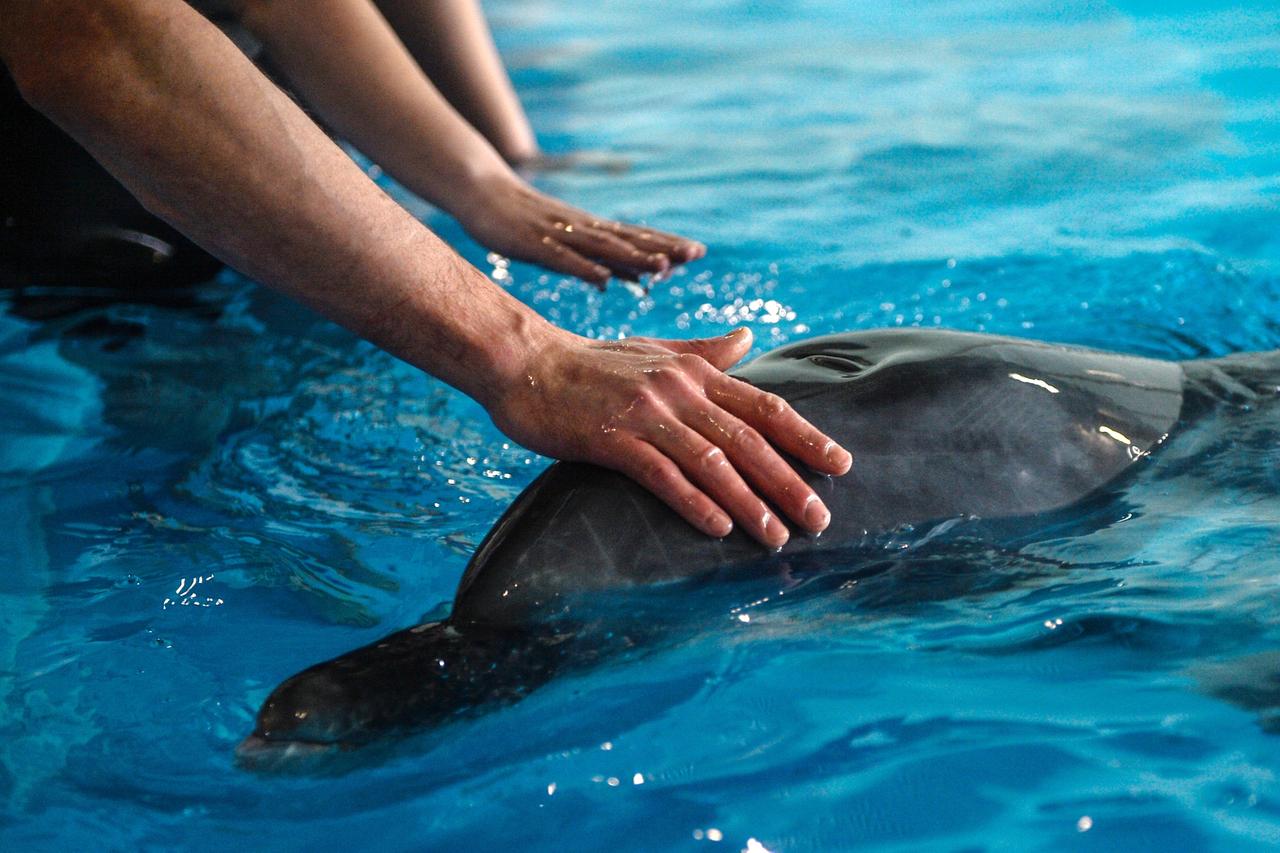 Москвичи выберут имя дельфиненку из «Москвариума»