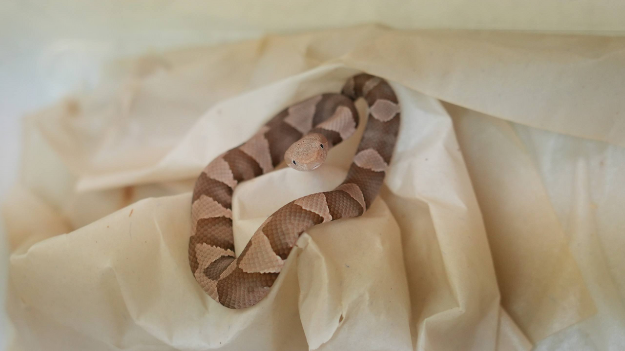 В Московском зоопарке родились детеныши мокасиновой змеи