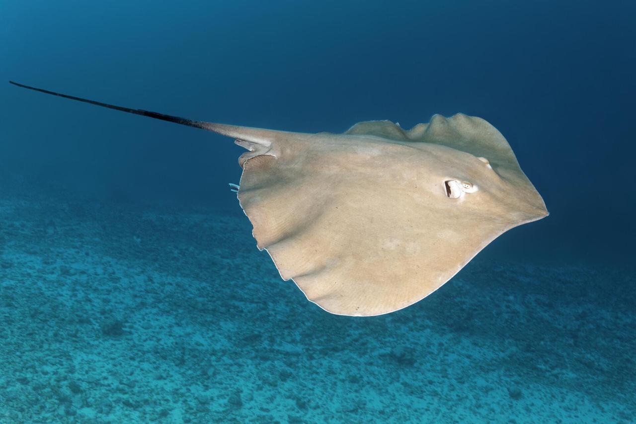 Пенсионерка из Подмосковья едва не стала жертвой ската-хвостокола