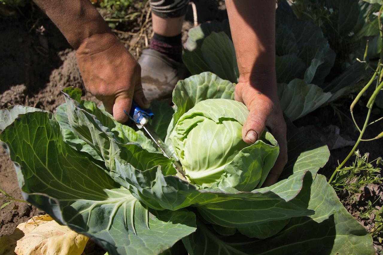 Капуста едва не погубила пенсионерку в Подмосковье