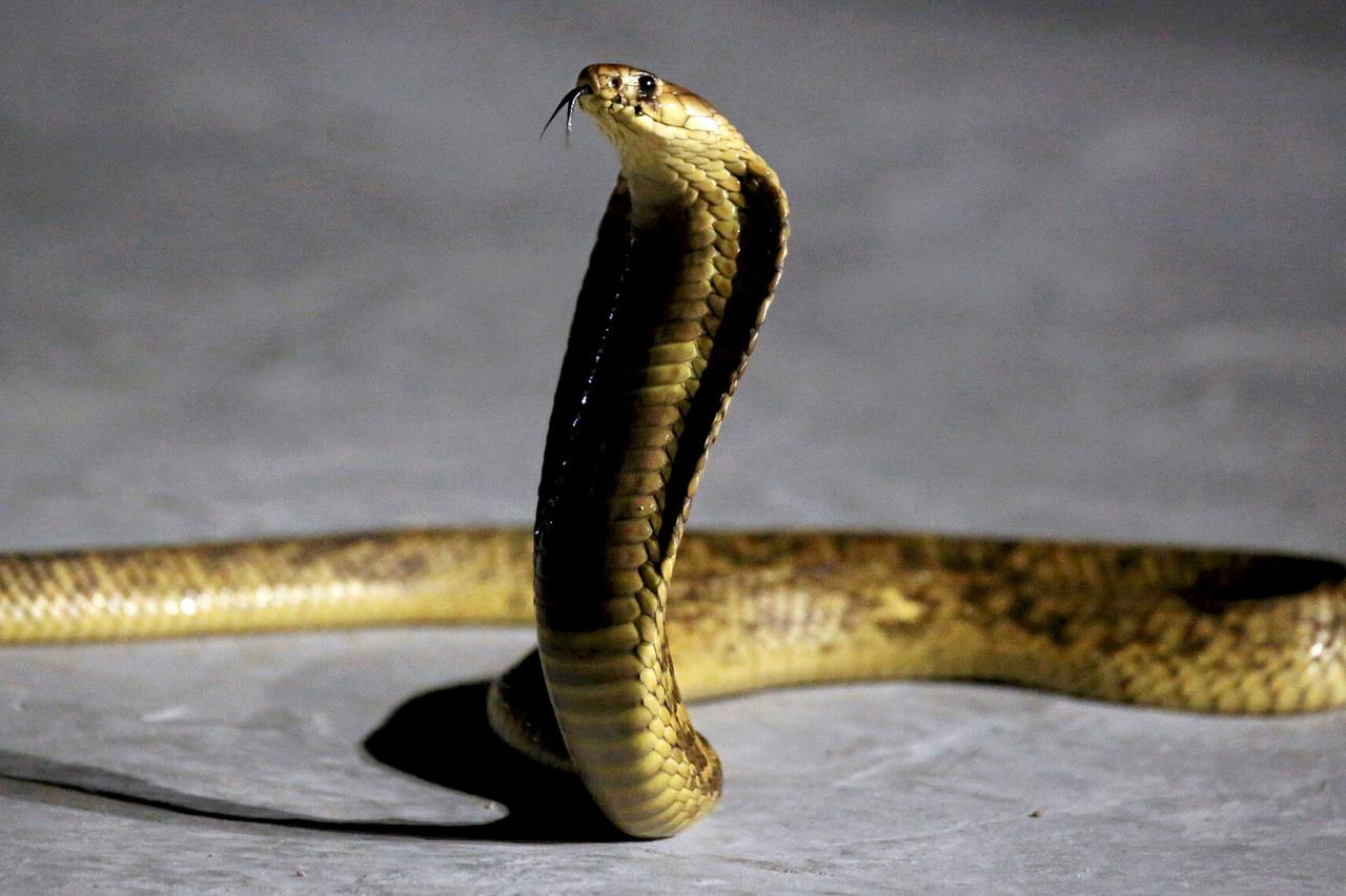 Подросток из Подмосковья держал дома смертельно опасных змей