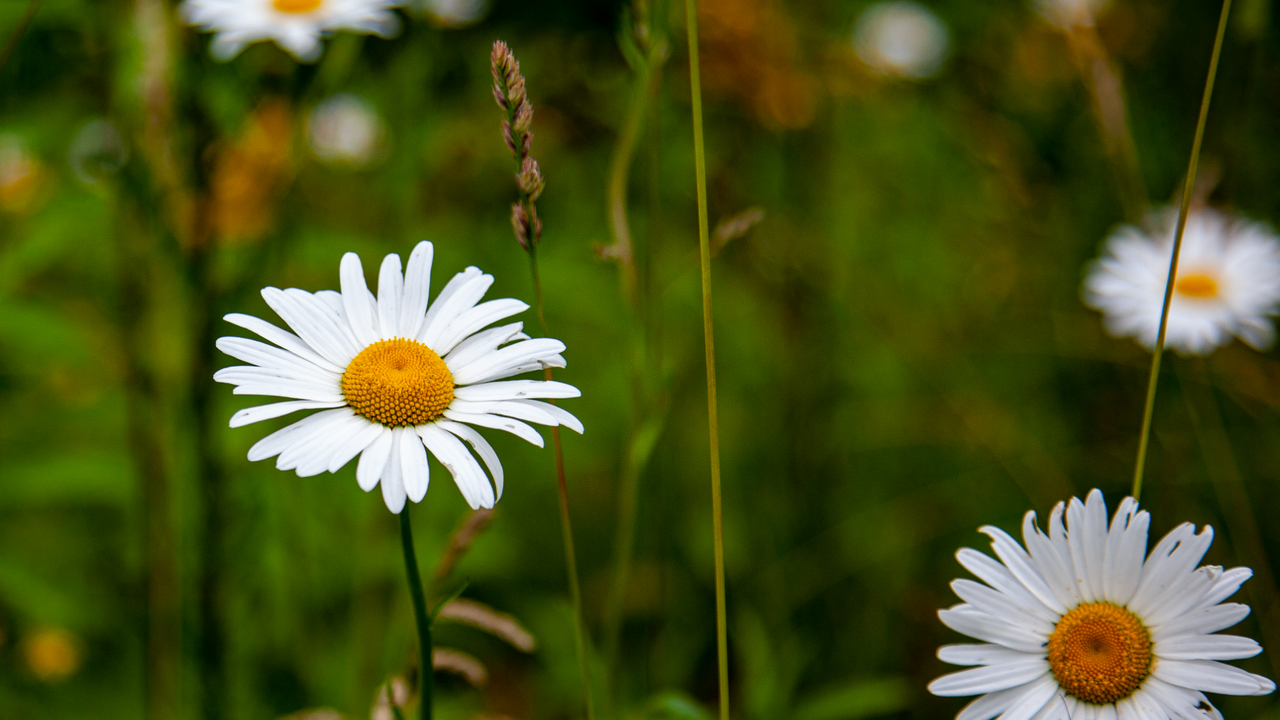 В Москве в конце октября расцвели ромашки