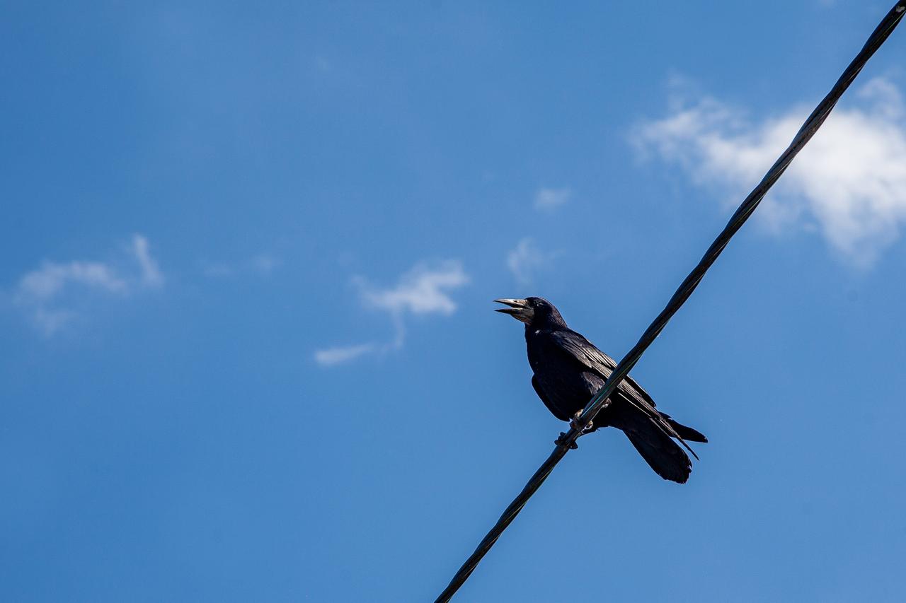 Москвичей попросили перестать кормить грачей