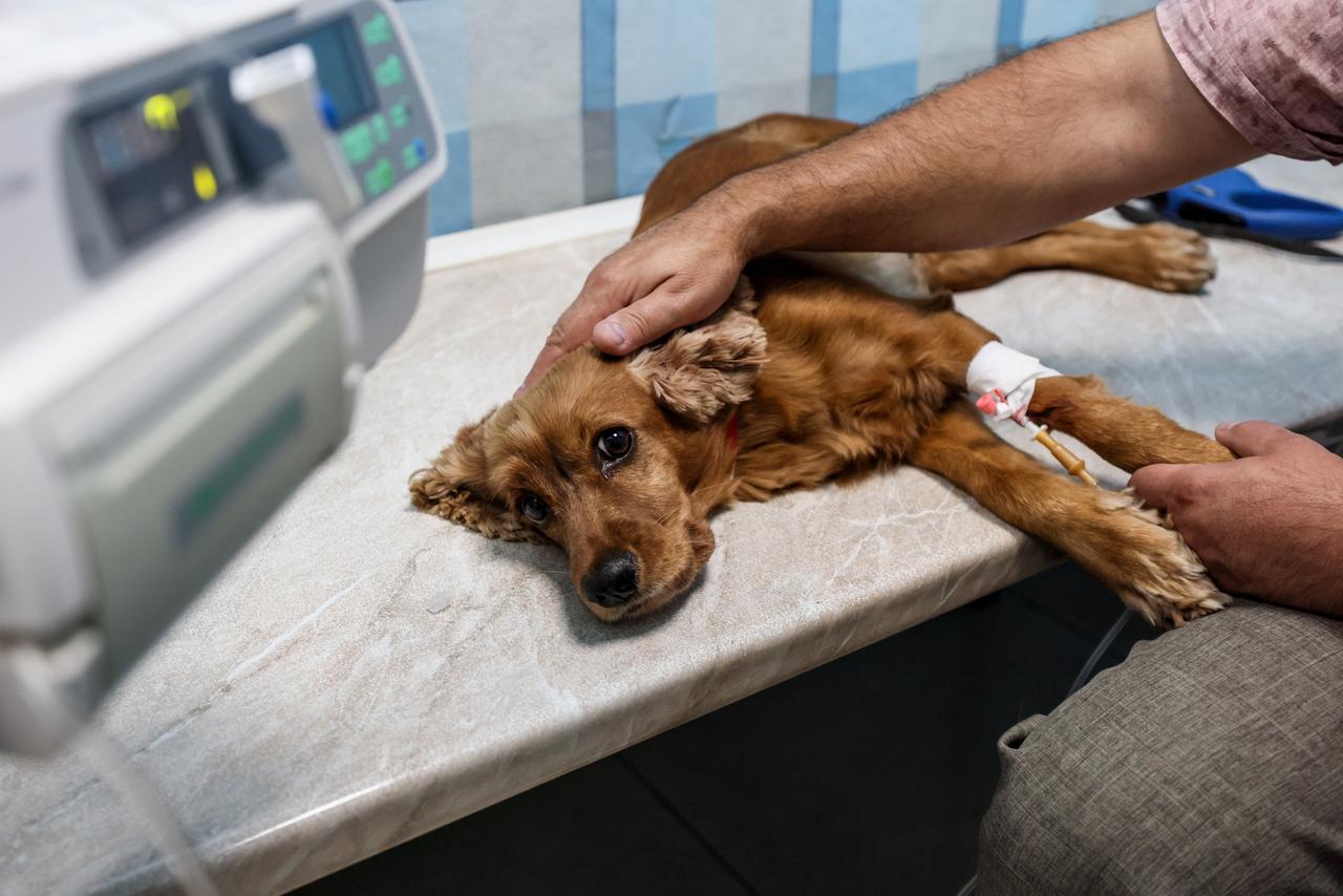 В Подмосковье жертвами догхантеров стали десятки собак