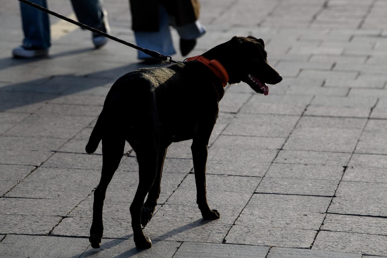 В России захотели ввести «собачье ОСАГО»