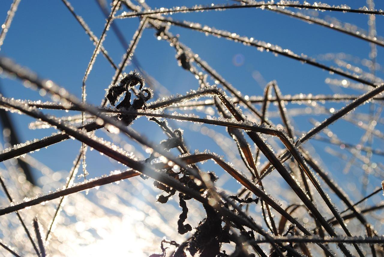 В столичный регион вернутся ночные заморозки