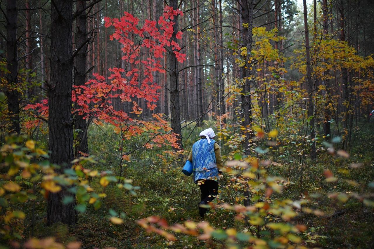 Сбор зимних опят продлится в Подмосковье до конца февраля