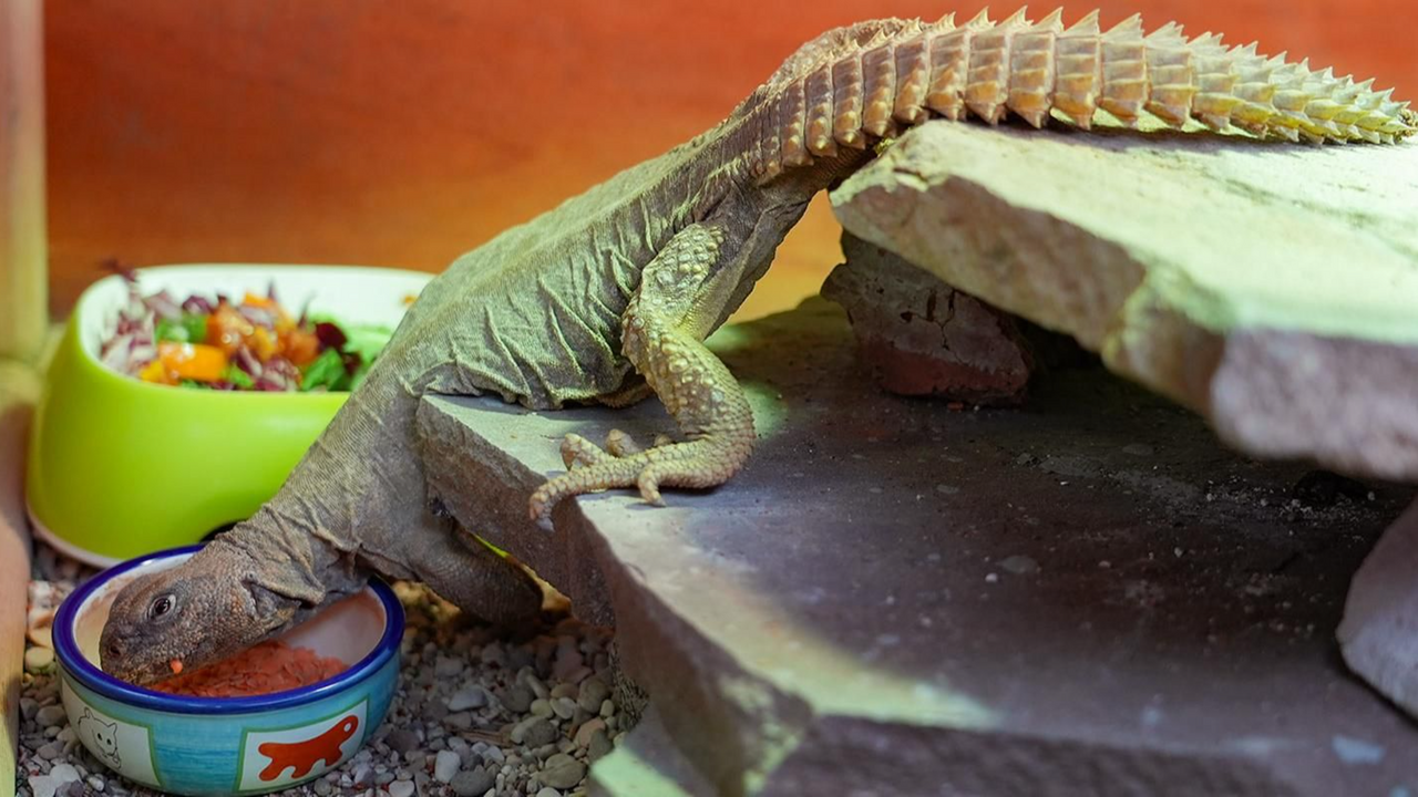 Египетские шипохвосты поселились в Московском зоопарке