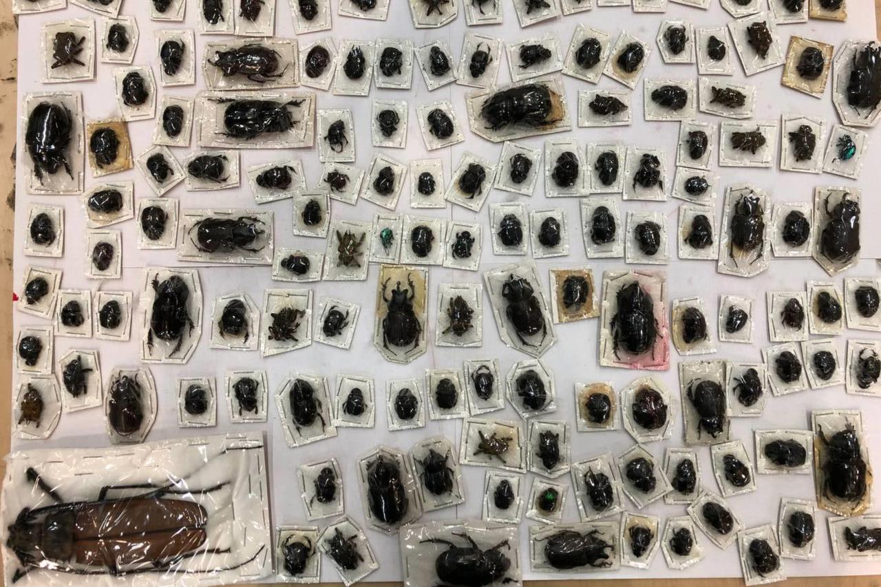 Экзотических жуков длиной до 20 сантиметров обнаружили в посылках в Москве