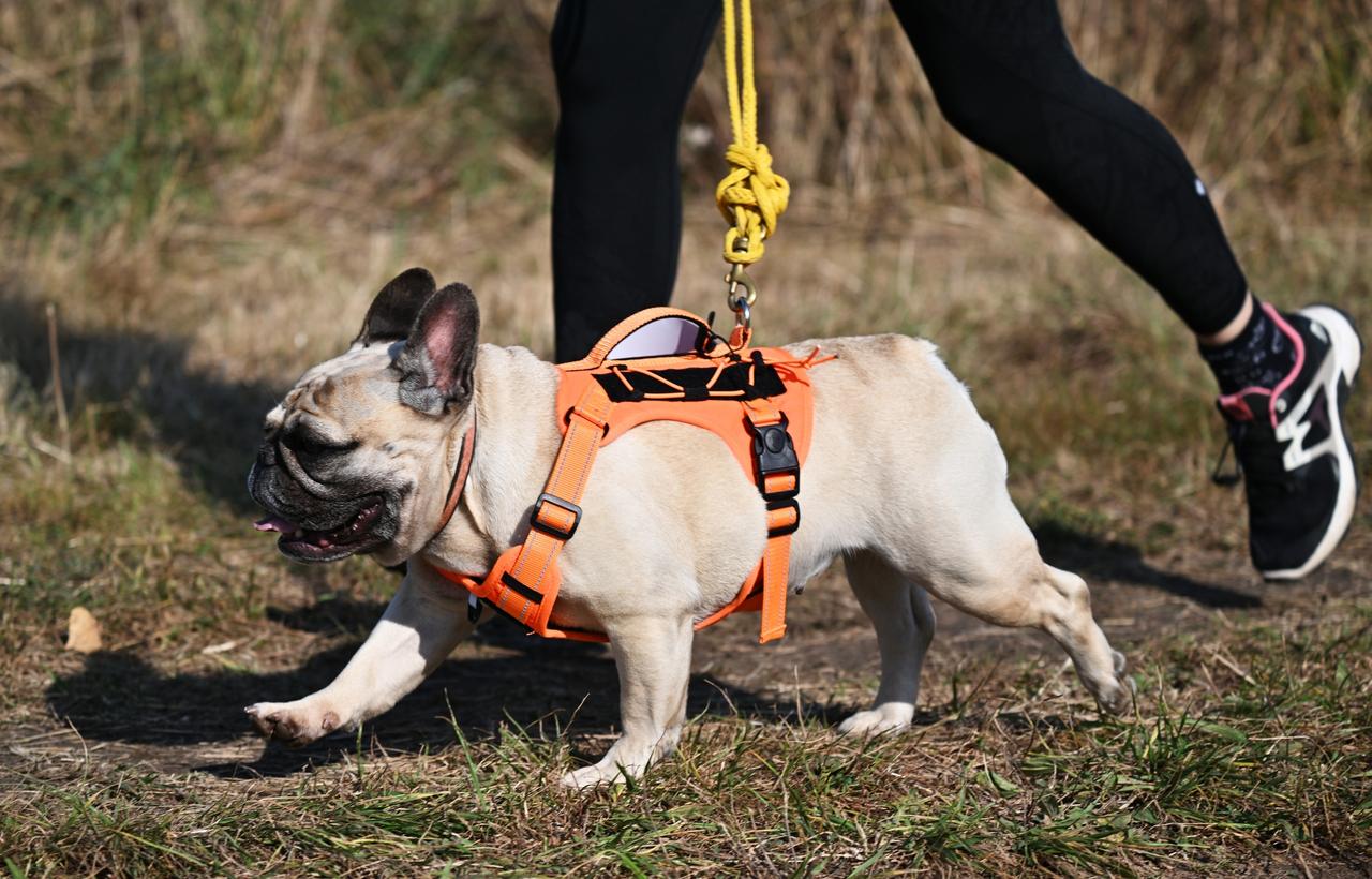 Владельцам собак рассказали о дополнительных мерах безопасности