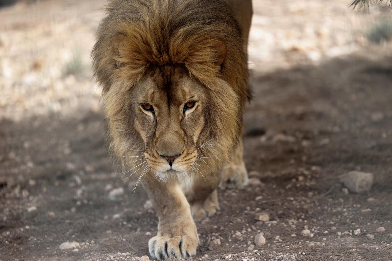 Лев попытался слепить снеговика и попал на видео