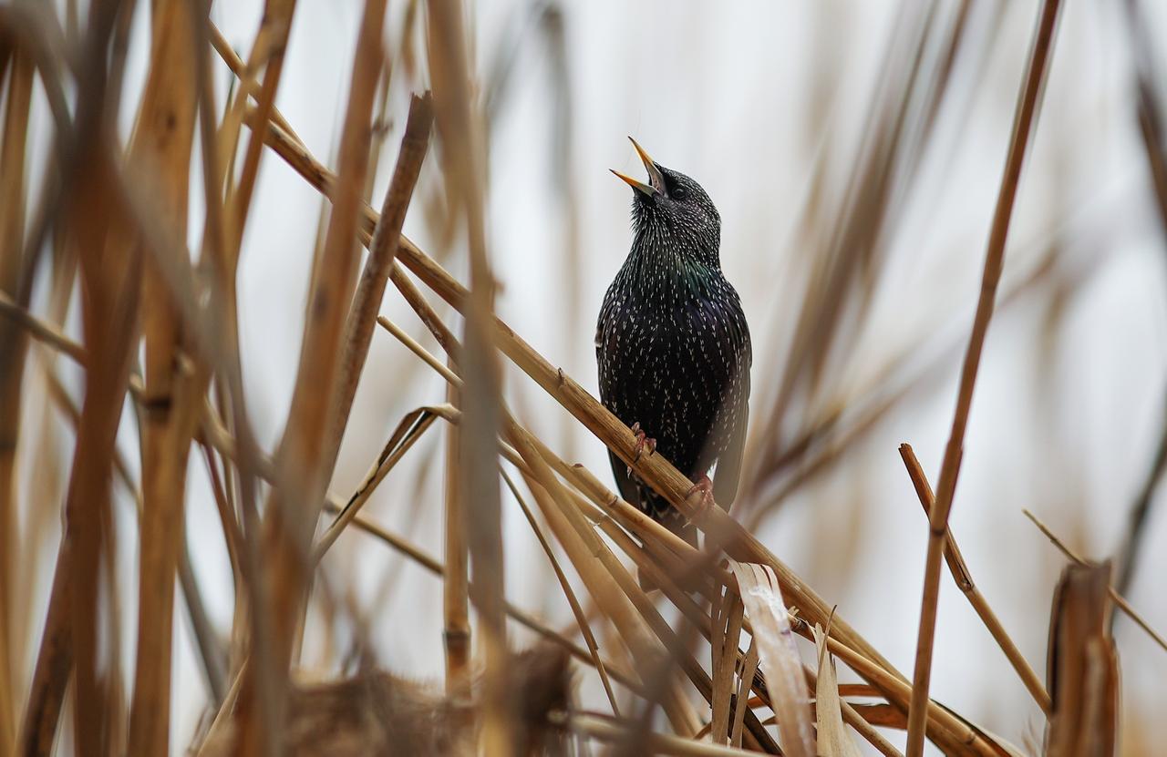 Перелетные птицы задержались в Москве из-за теплой осени