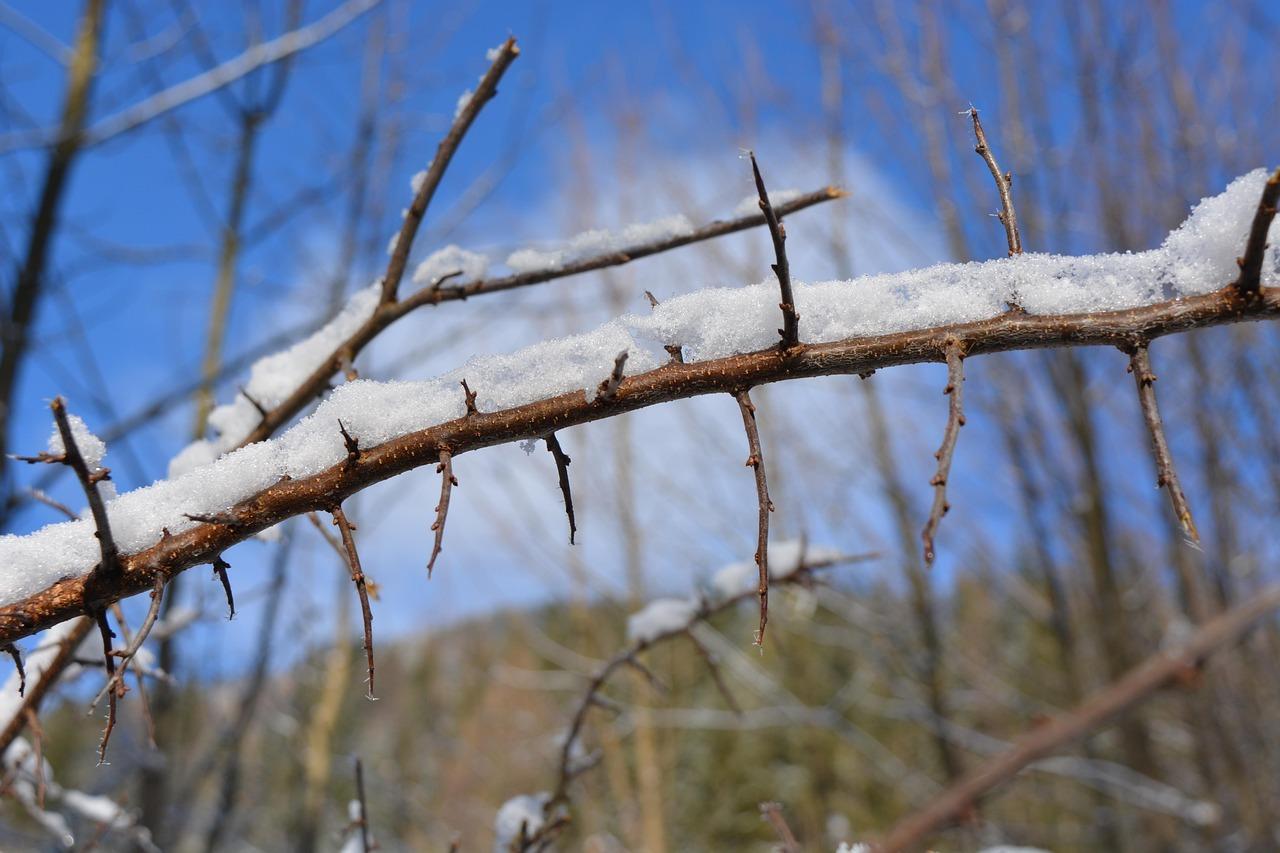Эколог раскрыл последствия ноябрьского потепления в Москве