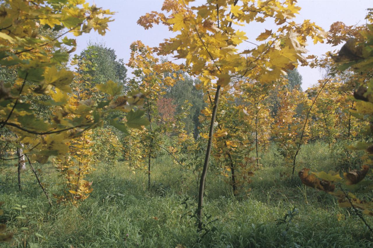 Ученые обнаружили в Москве редкие виды растений