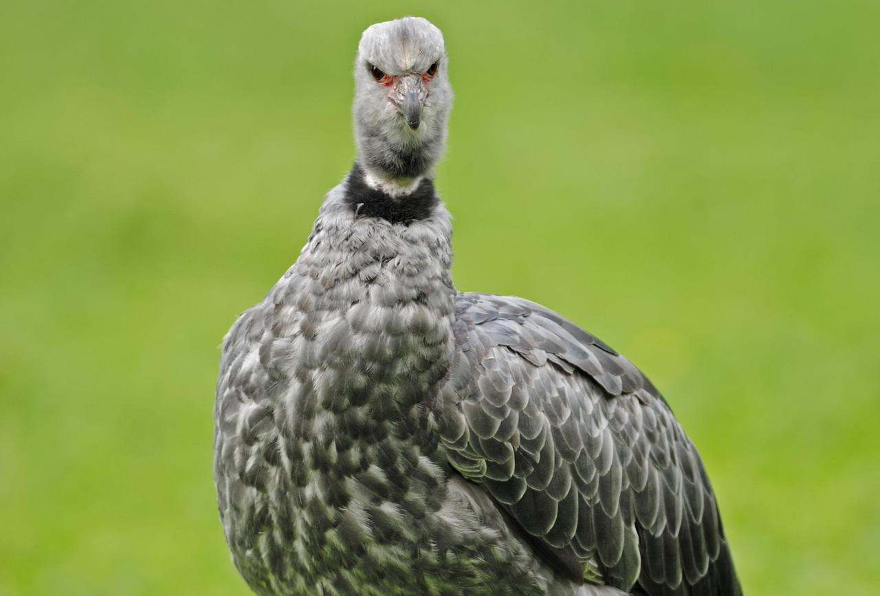 В Московском зоопарке появились хохлатые паламедеи